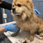 Pies do adopcji, Ropczyce, 20 października 2025