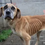 Kruszynka – dzielna, kochana sunia szuka swojego domu