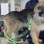 Znaleziono psa, Łódź, 21 października 2025