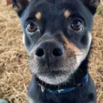 Znaleziono psa, Olsztyn, 17 października 2025