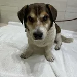 Znaleziono psa, Czartki, 20 października 2025