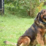 Pies do adopcji, Ropczyce, 20 października 2025