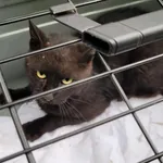 Kocurek poz. 25/786/K