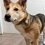 Znaleziono psa, Siedlce, 24 października 2025