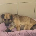 Pies do adopcji, Kraków, 30 sierpnia 2025