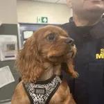 Znaleziono psa, Warszawa, 21 października 2025