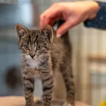 Kot do adopcji, Racławice, 20 października 2025