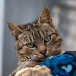 Kot do adopcji, Racławice, 15 października 2025