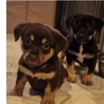 Znaleziono psa, Wrocław, 14 września 2025