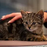 Kot do adopcji, Racławice, 17 października 2025