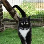 Kot do adopcji, Gdańsk, 21 października 2025