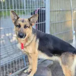 Znaleziono psa, Grudziądz, 1 października 2025