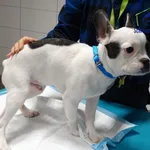 Znaleziono psa, Szczecin, 22 października 2025