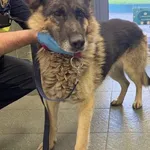 Znaleziono psa, Warszawa, 20 października 2025