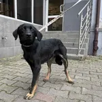 Pies do adopcji, Włocławek, 21 października 2025