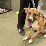 Znaleziono psa, Warszawa, 20 października 2025