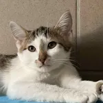 Kot do adopcji, Bydgoszcz, 22 października 2025