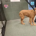 Znaleziono psa, Warszawa, 21 października 2025