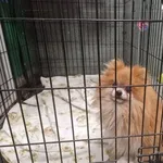 Znaleziono psa, Warszawa, 21 października 2025