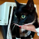 Znaleziono kota, Gdańsk, 22 października 2025