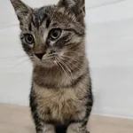 Znaleziono kota, Czartki, 22 października 2025