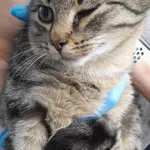 Znaleziono kota, Gdańsk, 22 października 2025