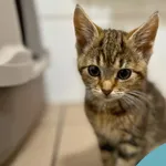 Kot do adopcji, Starogard Gdański, 22 października 2025