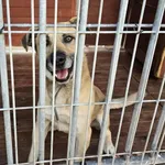 Pies do adopcji, Gorzów Wielkopolski, 17 października 2025