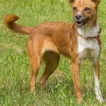 Pies do adopcji, Sopot, 23 października 2025