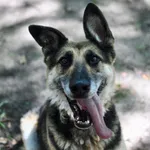 Oddam psa, Warszawa, 23 października 2025