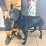 Znaleziono psa, Chełmek, 21 października 2025