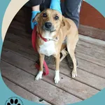 Znaleziono psa, Dąbrówka, 20 października 2025