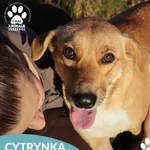 Znaleziono psa, Dąbrówka, 23 grudnia 2025