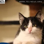 Kot do adopcji, gmina Krasne, 23 października 2025