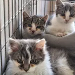 Kot do adopcji, Orzechowce, 22 października 2025