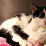 Znaleziono kota, Łódź, 23 października 2025