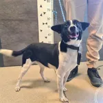 Znaleziono psa, Chełmek, 23 października 2025