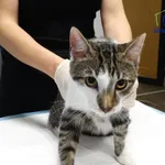 Znaleziono kota, Szczecin, 22 października 2025