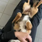 Pies do adopcji, Sopot, 23 października 2025