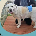 Znaleziono psa, Dąbrówka, 21 października 2025