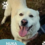 Znaleziono psa, Dąbrówka, 23 grudnia 2025