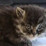 Znaleziono kota, Łódź, 22 października 2025