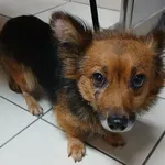 Znaleziono psa, Gdańsk, 23 października 2025