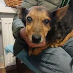 Pies do adopcji, Włocławek, 23 października 2025