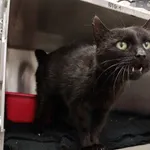 Kot do adopcji, Włocławek, 23 października 2025