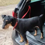 Zaginął pies, Rybienko Stare, 24 października 2025