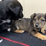 Pies do adopcji, Kraków, 23 października 2025