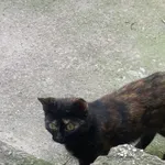 Zaginął kot, Łódź, 25 października 2025