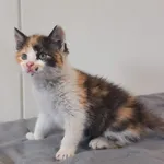 Kot do adopcji, Henrykowo, 2 października 2025