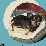 Znaleziono psa, Dąbrówka, 22 października 2025